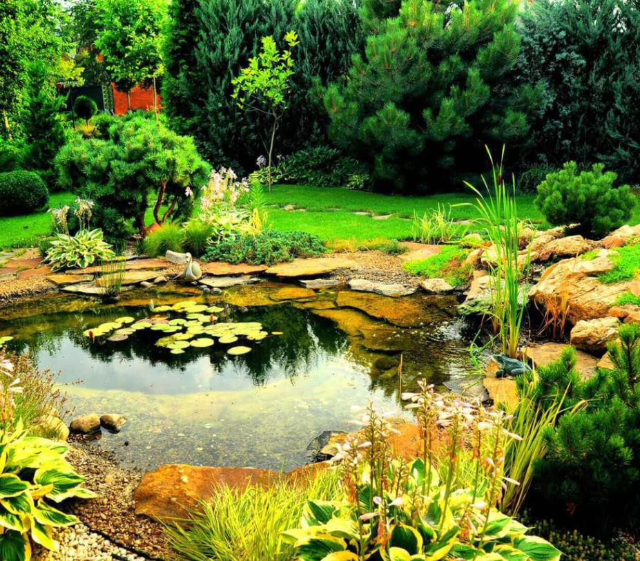 Water Garden Package (10 Plants)