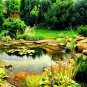 Water Garden Package (10 Plants)