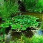 Water Garden Package (10 Plants)