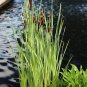 Water Garden Package (10 Plants)