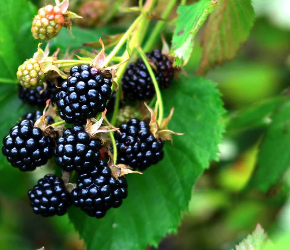 Dewberry Plant 1 Yr (1 Plant)