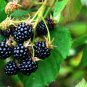 Dewberry Plant 1 Yr (1 Plant)