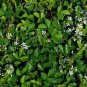 Dewberry Plant 1 Yr (1 Plant)