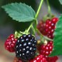 Dewberry Plant 1 Yr (1 Plant)