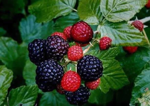 Black Raspberry 1-2' Feet (1 Plant)