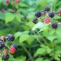 Black Raspberry 1-2' Feet (1 Plant)