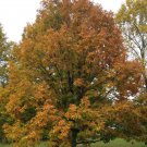 Chestnut Oak Seedlings - 6-18" Inches (1 Plant)