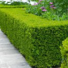 Wintergreen Boxwood (3 Plant)