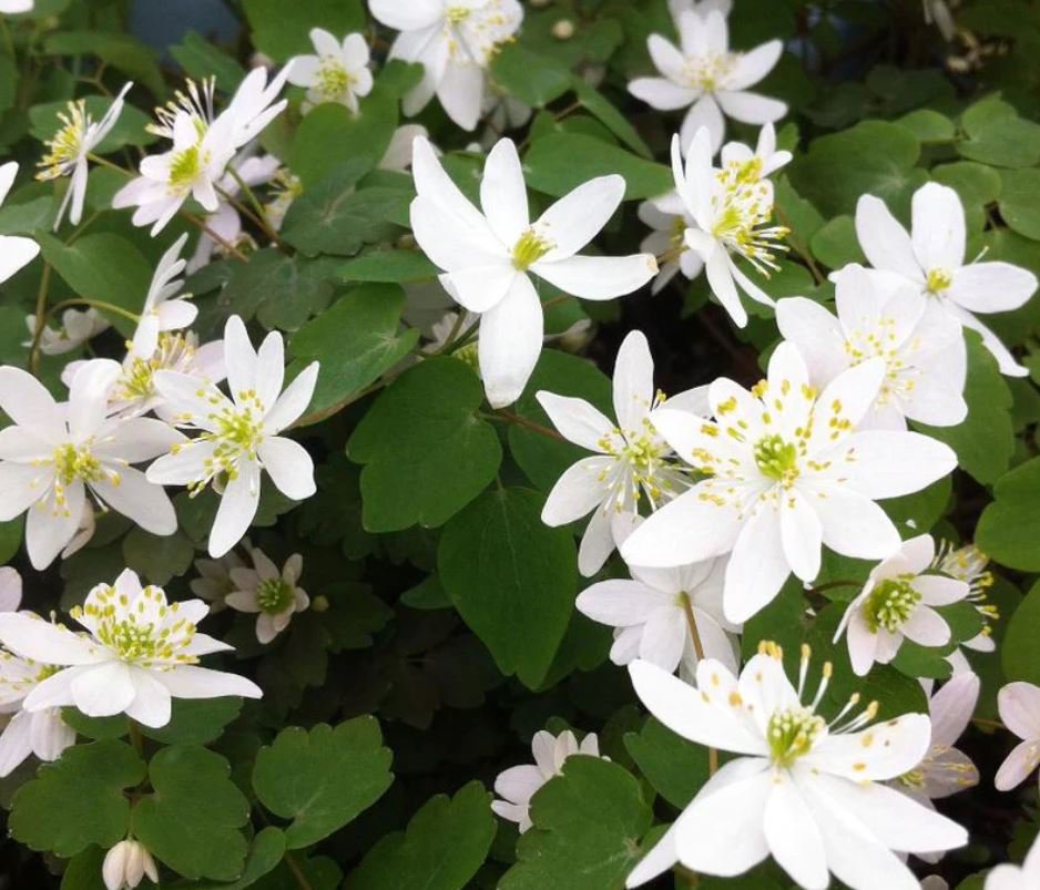 Rue Anemone (1 Plant)