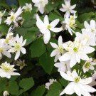 Rue Anemone (1 Plant)
