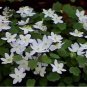 Rue Anemone (1 Plant)