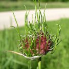 Wild Garlic Plant - Allium Vineale (1 Plant)