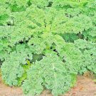 1000+ SEEDS KALE DWARF AUTUMN VEGETABLE GARDEN SALADS MICROGREENS NON-GMO edlcy (Seeds)