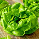 1000+ Seeds LETTUCE BUTTERCRUNCH SEEDS SALADS VEGETABLE GARDEN HEIRLOOM MICROGREENS edlcy (Seeds)