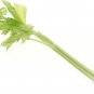 1000+ Seeds TALL CELERY SEEDS SPRING GARDEN VEGETABLE HARDY TASTY HEIRLOOM NON-GMO edlcy (Seeds)