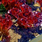 1000+ Seeds RUBY LETTUCE SEEDS AUTUMN SALADS GARDEN FALL VEGETABLE HEIRLOOM NON-GMO edlcy (Seeds) 1000+ Seeds RUBY LETTUCE SEEDS AUTUMN SALADS GARDEN FALL VEGETABLE HEIRLOOM NON-GMO edlcy (Seeds)