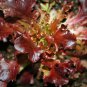 1000+ Seeds RUBY LETTUCE SEEDS AUTUMN SALADS GARDEN FALL VEGETABLE HEIRLOOM NON-GMO edlcy (Seeds)