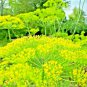 350 SEEDS DILL AUTUMN FALL VEGETABLE GARDEN NON-GMO HEIRLOOM edlcy (Seeds)