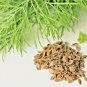 350 SEEDS DILL AUTUMN FALL VEGETABLE GARDEN NON-GMO HEIRLOOM edlcy (Seeds)