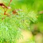 350 SEEDS DILL AUTUMN FALL VEGETABLE GARDEN NON-GMO HEIRLOOM edlcy (Seeds)