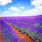 1200+ LAVENDER VERA SEEDS AUTUMN MOSQUITO INSECT REPELLENT PERENNIAL NON-GMO edlcy (Seeds)