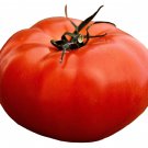 150+ SEEDS TOMATO ALL-AMERICAN GIANT BEEFSTEAK MASSIVE FRUITS HEIRLOOM VEGETABLE edlcy (Seeds)