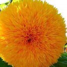 50+ Seeds DOUBLE TALL TEDDY SUNFLOWER SEEDS BLOOMS NON-GMO GIANT RARE BUTTERFLIES edlcy (Seeds)