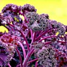 300+ SEEDS KALE BORECOLE RED AUTUMN SALADS GARDEN VEGETABLE edlcy (Seeds)