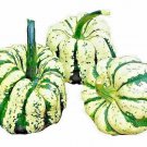 20 SEEDS SWEET SQUASH SPRING VEGETABLE TASTY PUMPKIN TASTY HEIRLOOM NON-GMO edlcy (Seeds)