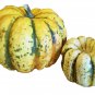 20 SEEDS SWEET SQUASH SPRING VEGETABLE TASTY PUMPKIN TASTY HEIRLOOM NON-GMO edlcy (Seeds)