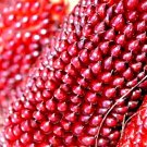20+ SEEDS STRAWBERRY RARE RUBY CORN SEEDS RED AUTUMN SWEET HEIRLOOM NON-GMO POPCORN edlcy (Seeds) 20+ SEEDS STRAWBERRY RARE RUBY CORN SEEDS RED AUTUMN SWEET HEIRLOOM NON-GMO POPCORN edlcy (Seeds)