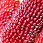 20+ SEEDS STRAWBERRY RARE RUBY CORN SEEDS RED AUTUMN SWEET HEIRLOOM NON-GMO POPCORN edlcy (Seeds)