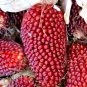 20+ SEEDS STRAWBERRY RARE RUBY CORN SEEDS RED AUTUMN SWEET HEIRLOOM NON-GMO POPCORN edlcy (Seeds)