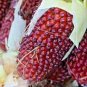 20+ SEEDS STRAWBERRY RARE RUBY CORN SEEDS RED AUTUMN SWEET HEIRLOOM NON-GMO POPCORN edlcy (Seeds)