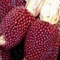 20+ SEEDS STRAWBERRY RARE RUBY CORN SEEDS RED AUTUMN SWEET HEIRLOOM NON-GMO POPCORN edlcy (Seeds)