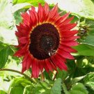 50+ SEEDS RED SUN RARE SUNFLOWER SEEDS FLOWERS BEAUTIFUL TALL CUT NON-GMO HEIRLOOM edlcy (Seeds)