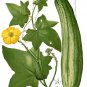 20 SEEDS LOOFAH SEEDS SPONGE LUFFA VEGETABLE AUTUMN HEIRLOOM VINE GOURD LOOFA NON-GMO edlcy (Seeds)