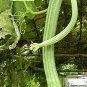 20 SEEDS LOOFAH SEEDS SPONGE LUFFA VEGETABLE AUTUMN HEIRLOOM VINE GOURD LOOFA NON-GMO edlcy (Seeds)