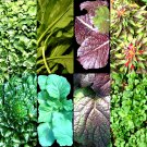 1000+ ASIAN LEAFY MIX SEEDS AUTUMN MICRO-GREENS SALAD HEIRLOOM NON-GMO TASTY edlcy (Seeds)