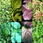 1000+ ASIAN LEAFY MIX SEEDS AUTUMN MICRO-GREENS SALAD HEIRLOOM NON-GMO TASTY edlcy (Seeds)