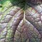 1000+ ASIAN LEAFY MIX SEEDS AUTUMN MICRO-GREENS SALAD HEIRLOOM NON-GMO TASTY edlcy (Seeds)