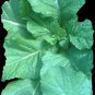 1000+ ASIAN LEAFY MIX SEEDS AUTUMN MICRO-GREENS SALAD HEIRLOOM NON-GMO TASTY edlcy (Seeds)