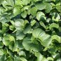 1000+ ASIAN LEAFY MIX SEEDS AUTUMN MICRO-GREENS SALAD HEIRLOOM NON-GMO TASTY edlcy (Seeds)