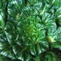 1000+ ASIAN LEAFY MIX SEEDS AUTUMN MICRO-GREENS SALAD HEIRLOOM NON-GMO TASTY edlcy (Seeds)