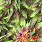 1000+ ASIAN LEAFY MIX SEEDS AUTUMN MICRO-GREENS SALAD HEIRLOOM NON-GMO TASTY edlcy (Seeds)