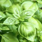 2000+ SEEDS BASIL SEEDS LARGE LEAF AUTUMN HERB HEIRLOOM GARDEN MOSQUITO REPELLENT edlcy (Seeds)