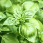 2000+ SEEDS BASIL SEEDS LARGE LEAF AUTUMN HERB HEIRLOOM GARDEN MOSQUITO REPELLENT edlcy (Seeds)