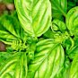 2000+ SEEDS BASIL SEEDS LARGE LEAF AUTUMN HERB HEIRLOOM GARDEN MOSQUITO REPELLENT edlcy (Seeds)