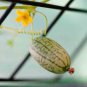 20 SEEDS CUCAMELON SEEDS MOUSE MELON VEGETABLE SUPERIOR CUCUMBER edlcy (Seeds)