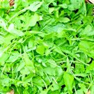 2000+ SEEDS ARUGULA AUTUMN VEGETABLE GARDEN SALAD GREENS HERBS MICROGREENS BULK edlcy (Seeds) 2000+ SEEDS ARUGULA AUTUMN VEGETABLE GARDEN SALAD GREENS HERBS MICROGREENS BULK edlcy (Seeds)